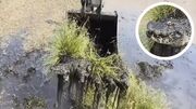 (ویدئو) لحظه‌ای که بیل مکانیکی تمساح زنده را در بستر رودخانه پیدا کرد
