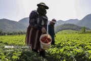 (تصاویر) رامیان، قطب توت فرنگی کشور