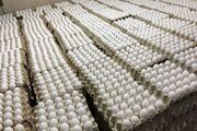 قیمت تخم مرغ امروز ۷ مرداد ۱۴۰۳