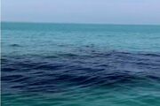 تکرار وقوع آلودگی‌های نفتی به دریا و ساحل در گناوه