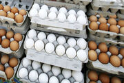 قیمت تخم مرغ دانه ای 5000 هزار تومان! | چرا تخم‌مرغ گران شد؟