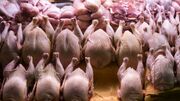 سقوط سنگین قیمت مرغ امروز 30 فروردین | منتظر گرانی شدید مرغ از این تاریخ باشید
