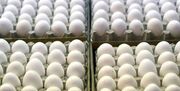 قیمت تخم مرغ در بازار / هر شانه تخم مرغ ۵۹۹ هزار تومان شد