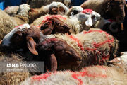 قیمت گوسفند عید قربان تعیین شد