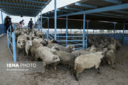 قیمت گوسفند زنده و گوشت گوسفند در روزهای محرم /کاهش خرید گوسفند زنده