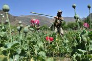 افزایش نجومی درآمد کشت تریاک در افغانستان