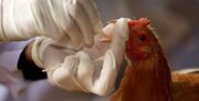 هشدار دامپزشکی آذربایجان‌غربی در خصوص شیوع آنفلوآنزای پرندگان