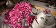 روز «گل محمدی و گلاب» در ضمیمه تقویم ملی کشور ثبت شد