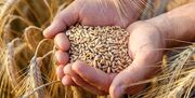 واردات گندم خارجی تا آخر سال ادامه دارد