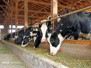 کاهش ۳۰ هزار تومانی قیمت دام زنده سنگین/ گوشت واردتی بازار را اشباع کرده است