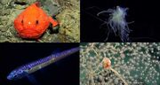 تصاویر موجودات دریایی دیده نشده از نگاه لنز دوربین