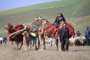 جشن کوچ برای عشایر تهران | یک روز در سیاه چادرها زندگی کنید