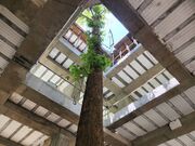 درختانی که از داخل ساختمان عبور کردند| چنار ۸۰ساله با این روش حفظ شد