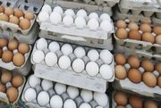 قیمت جدید تخم مرغ دربازار | قیمت هر شانه ۳۰ عددی چند شد؟