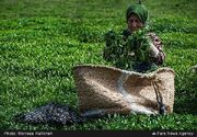 این مادربزرگ گیلانی از چایکاری در جنگ جهانی دوم می گوید | در گذشته چای را چطور خشک می کردند؟