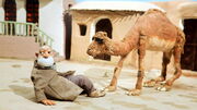 سومین سفر «شتر و آسیابان» به مراکش