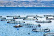 کاهش فشار بر ذخایر آبزیان با پرورش ماهی در قفس