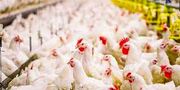 در چهار روز پایانی سال گذشته در استان حدود ۲۵۰۰ تن کشتار مرغ داشتیم