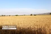 خرید تضمینی ۲۱هزار تن گندم توسط شبکه تعاون روستایی فارس