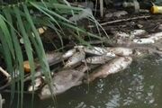 سیلاب، عامل اصلی مرگ و میر ماهیان سد 15 خرداد دلیجان