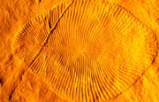 موجودات پیچیده و عجیب روی زمین در ۵۰۰ میلیون سال پیش