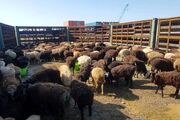سیاست وزارت کشاورزی برای واردات بره پرواری/ اعلام نرخ گوسفنده زنده