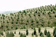 تولید بیش از ۱۰۰ میلیون اصله نهال در فاز دوم طرح کاشت یک میلیارد درخت