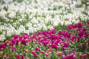 کاشت ۲۵ هزار گل شب‌بو در منطقه ۹ اصفهان