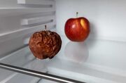 چرا مواد غذایی در یخچال کپک میزند " بررسی دلایل کپک زدن مواد غذایی در یخچال