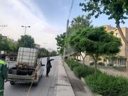 انجام عملیات سم‌پاشی درختان در منطقه ۵ اصفهان
