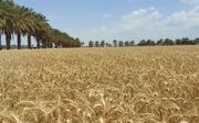 پیش‌بینی برداشت ۳۰ هزار تن گندم مازاد از مزارع آبدانان
