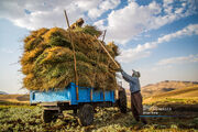 فرآیند پرداخت مطالبات گندم‌کاران خوزستانی آغاز شد