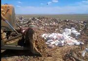 معدوم سازی ۴۰۰ کیلو مرغ فاسد در قزوین