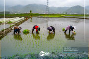 فیلم| نشای برنج در شالیزارهای گیلان