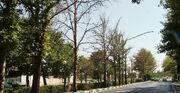 ۱۱۰ هزار اصله درخت برای ۳۰ محور شهر اصفهان خریداری شده است