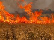 50 هکتار از مزارع گیلانغرب در آتش سوخت
