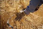 پیش‌‍بینی برداشت بیش از ۶۰۰۰ تن گندم در اردستان