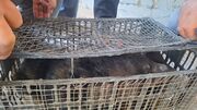 کشف دو توله خرس سیاه آسیایی در ایست و بازرسی شهید شرافت نایین