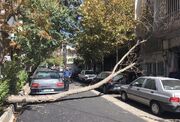 شهروندان برای گزارش درختان پرخطر با ۱۳۷ تماس بگیرند/ کاهش سقوط درختان سپیدار و کبود در شهر