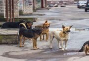 جمع‌آوری بیش از ۲ هزار قلاده سگ بلاصاحب از سطح شهر گرگان