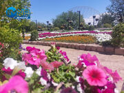 باغ مشهد میزبان جشنواره گل‌های اطلسی از اول تا هفتم تیرماه