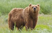 شکارچی خرس قهوه‌ای در کلیبر جریمه شد