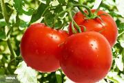تولید ۴۵۰ هزار تن گوجه‌ فرنگی در قزوین
