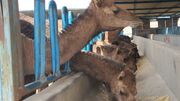 پرورش شتر؛ صنعتی سودآور در دل کویر سیستان‌وبلوچستان