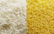 برنج طلایی تراریخته وارد کشور شده است؟