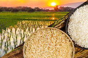 برنج؛ منبع خاموش انتشار متان + راهکار مقابله