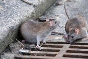 استفاده از نانو پودر غیرسمی در مناطق مرکزی پایتخت برای مبارزه با موش‌ها