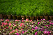 کاشت بیش از ۱۶۰ هزار گلدان گل فصلی در پردیسان قم