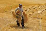خرید گندم مازاد بر نیاز کشاورزان از مرز ۳۰۰ هزار تن گذشت