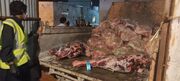۱۰۰ کیلوگرم گوشت فاسد در خمینی شهر کشف و امحا شد